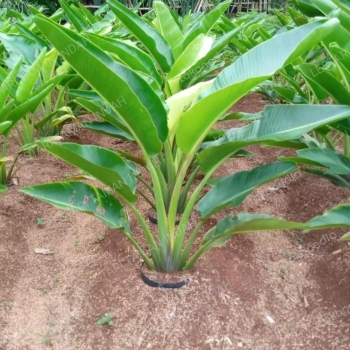 Tanaman Hias Pisang Kipas Pohon Pisang Kipas Bibit Pohon Pisang Kipas