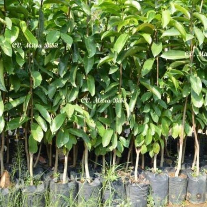 Bibit Tanaman Buah Sirsak Jumbo Pohon Sirsak Jumbo Bibit Sirsak Madu
