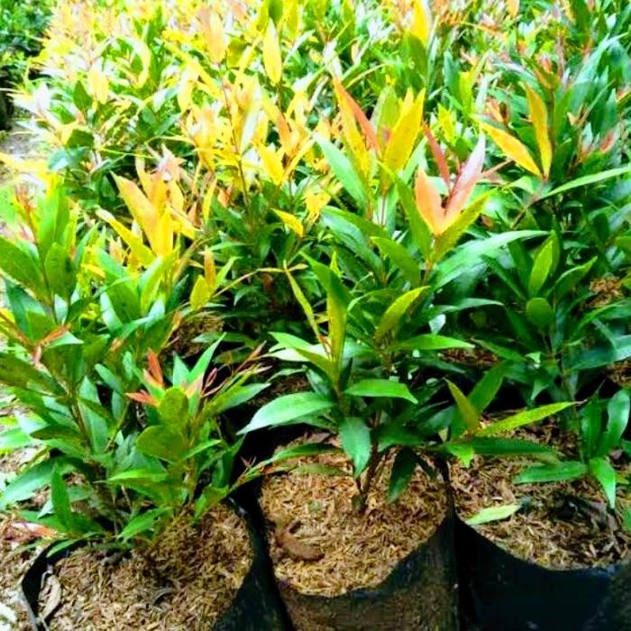 Bibit Tanaman Bunga Kuncup Merah Isi 5 Bibit