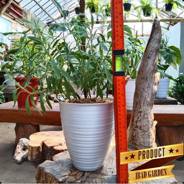 Tanaman bunga lavender lavandula asli wangi ukuran besar di + pot