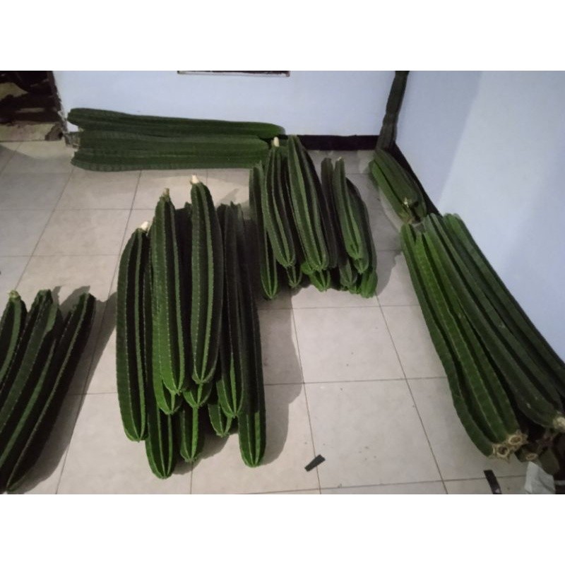 Flowersbloom Kaktus Koboi Besar Kaktus Koboi Kaktus Koboi (90- 99),(100-109Cm) Kaktus Koboi Tanpa