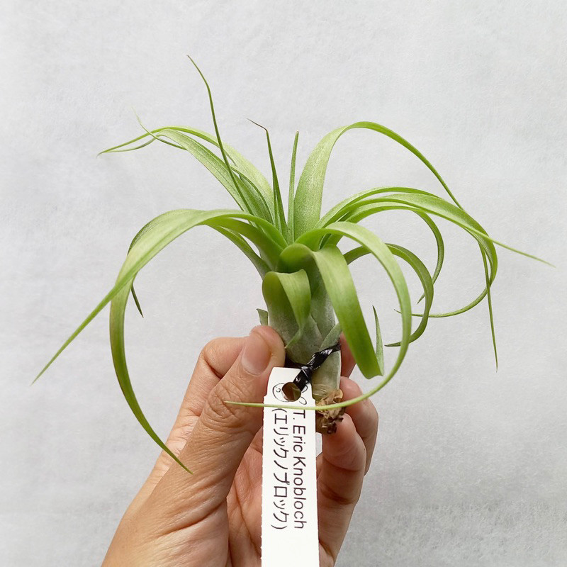 Flowersbloom Tillandsia Eric Knobloch - Bumi Air Plants Tanaman Udara