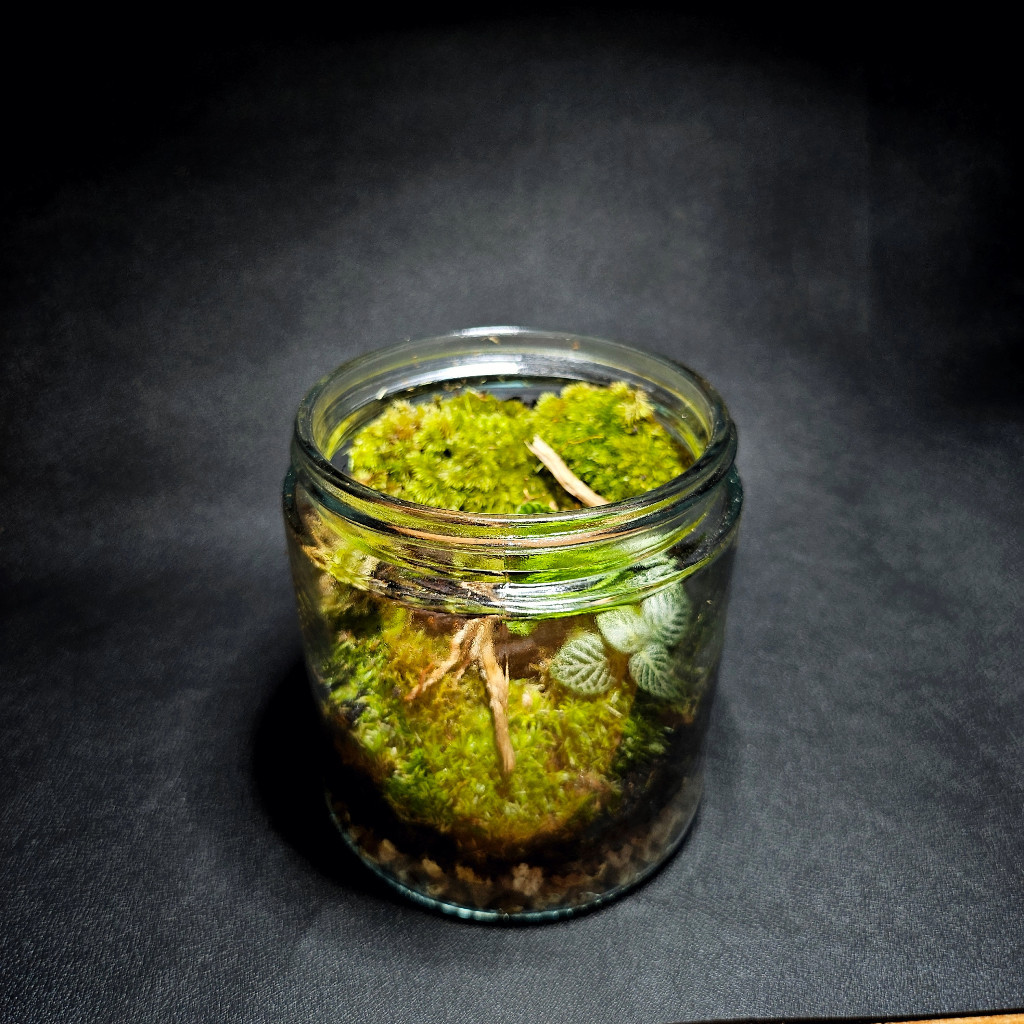 Flowersbloom Terrarium Jar Kit Terrarium Toples Kit Praktik Tugas Sekolah