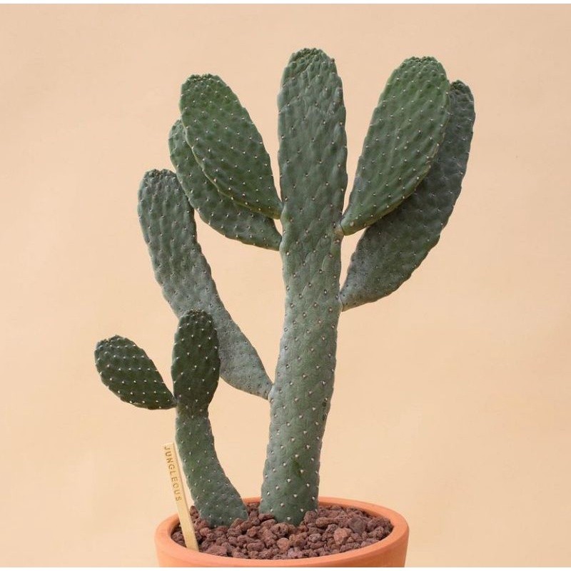 Happygardens Kaktus Opuntia Consolea Unik Langka