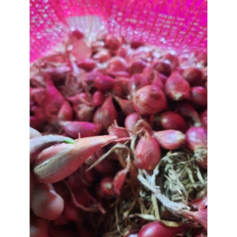 Happygardens Bibit Bawang Merah Bima Brebes A1 Siap Tanam Dan Tumbuh Bersertifikat Dinas Pertanian