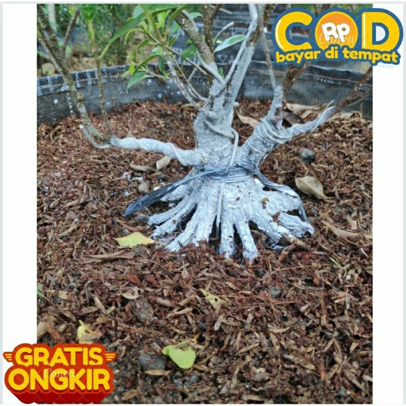 Happygardens Kimeng Pecah Batang Kimeng Program Akar Bahan Bonsai Kimeng Bibit Kimeng Seluruh
