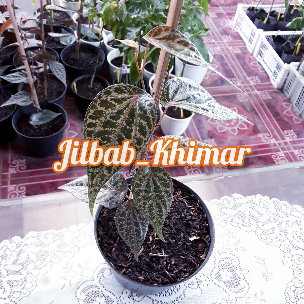 Happygardens Bibit Pohon Sirih Merah Segar Benih Pohon Suruh Merah