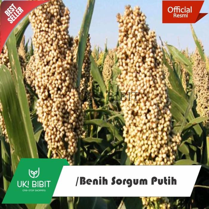 Ready Stock ( 1 Kg ) Benih Sorgum Putih Batang Manis