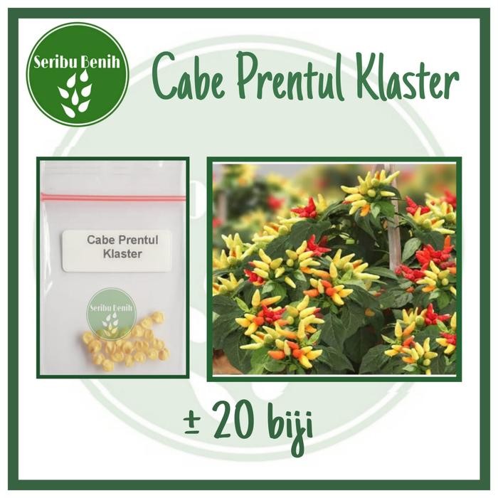 Ready Stock 20 Benih Cabe Rawit Prentul Klaster - Bibit Cabai Rawit Merah Viral Buah Bergerombol
