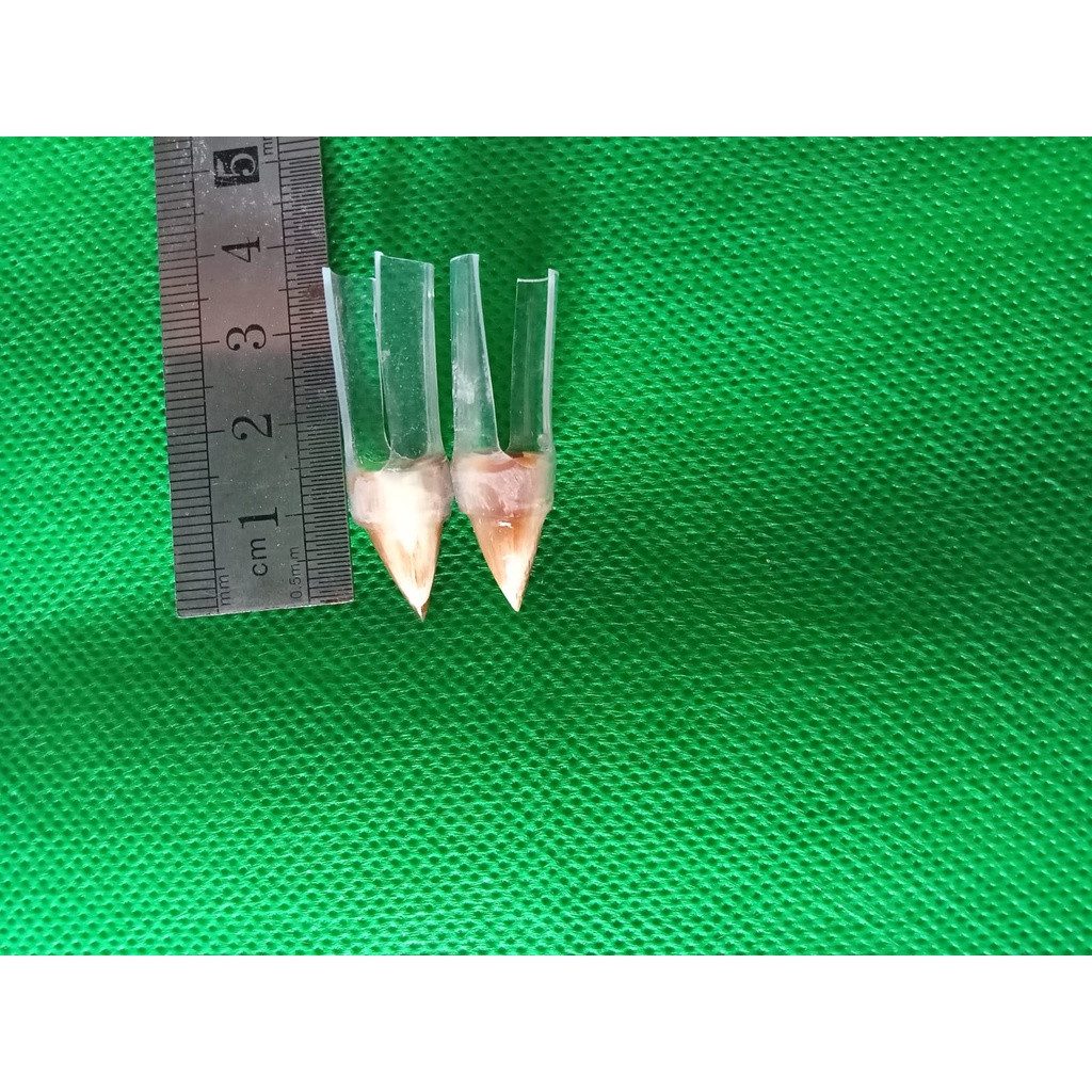 Jalu Sambung Ayam Aduan - Jalu Ayam Bangkok Berkualitas