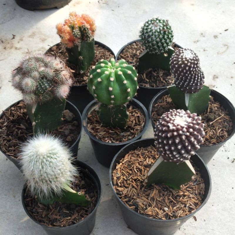 Tanaman hias kaktus Tanaman kubah besar kaktus