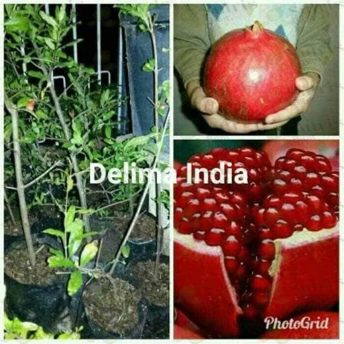 

Bibit Tanaman Buah Delima India