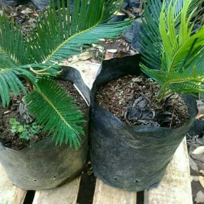 

Tanaman hias palem sikas - bibit pohon palem sikas