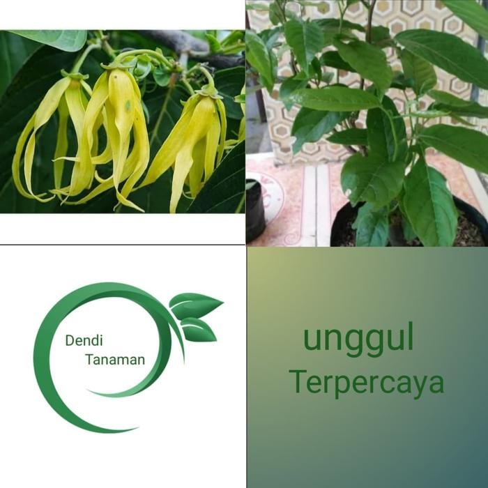 

Bibit pohon bunga kenanga/tanaman bunga kembang kenanga