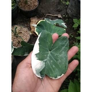 

tanaman keladi kantong semar bibit