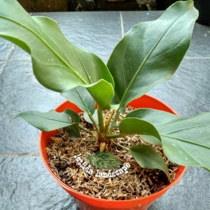 

Tanaman Hias-Bibit Anthurium Gelombang Cinta