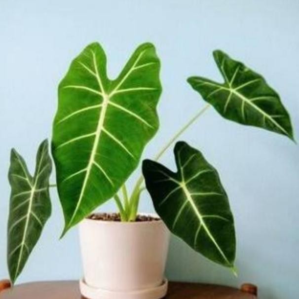 

bibit tanaman keladi neon/keladi neon
