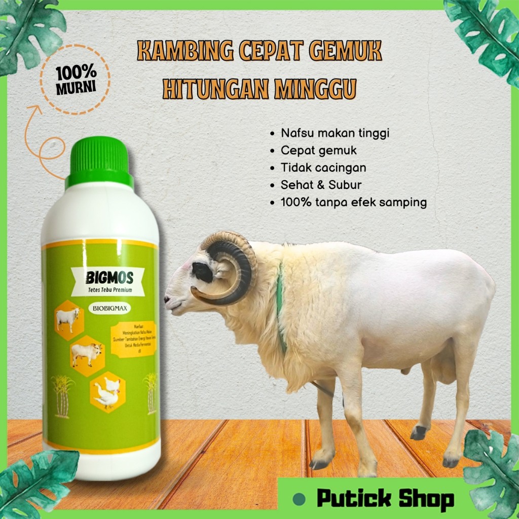 BIGMOS Vitamin Kambing Tetes Tebu Untuk Ternak Obat Nafsu Makan Kambing Obat Cacing Kambing Sapi