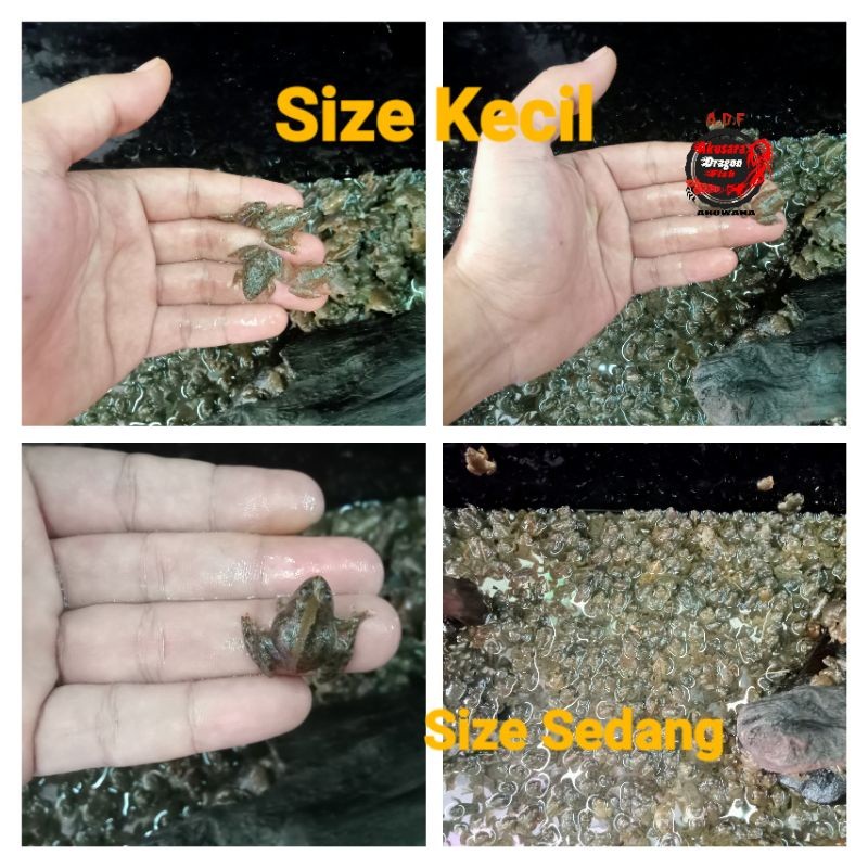 Katak / Kodok Pakan Ikan Predator/Pakan Arowana/Arwana