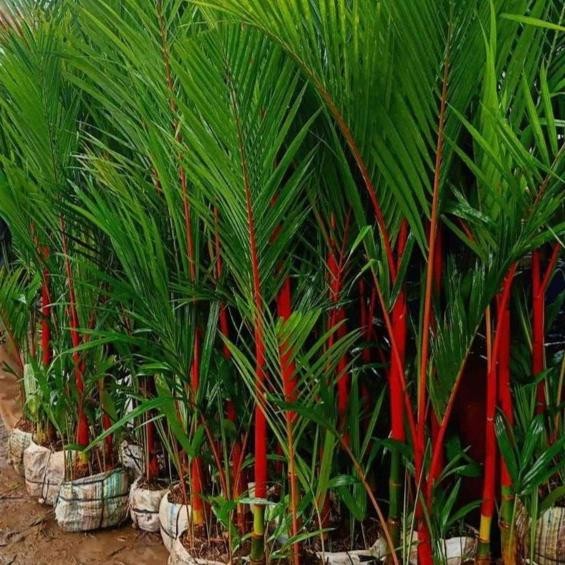 Tanaman Hias Outdoor Bahan Taman - Palem Merah Godong Jawi