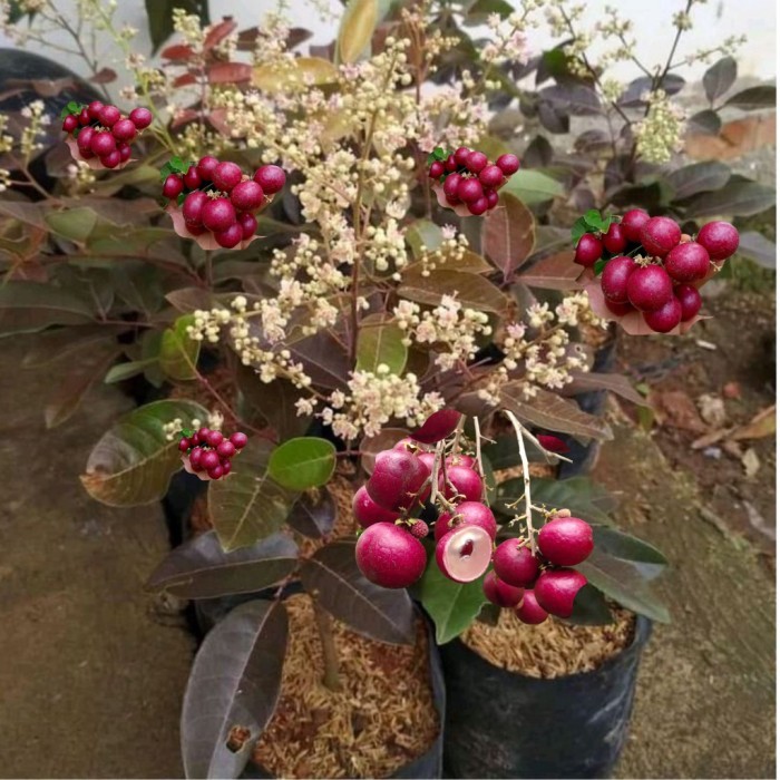 Terlaris Bibit Kelengkeng Cangkok Berbuah Merah