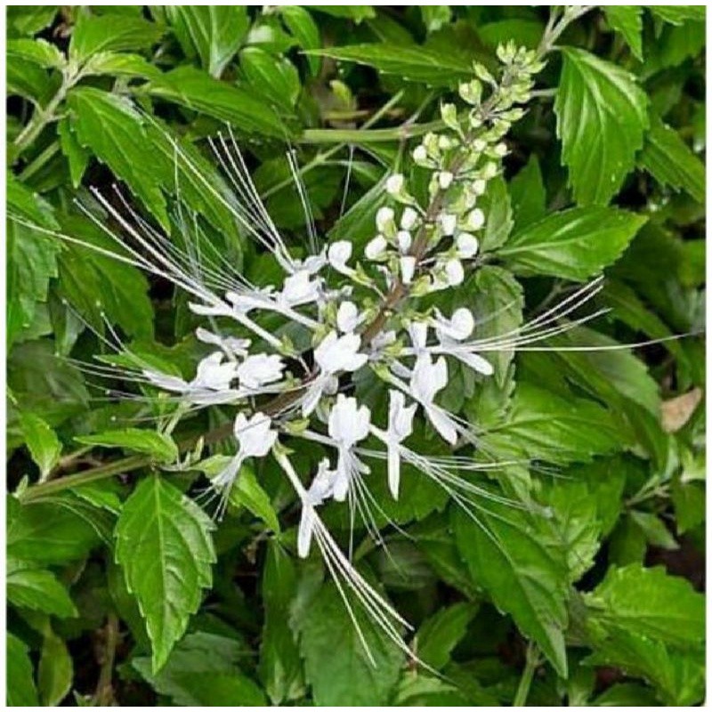 

DAUN KUMIS KUCING SEGAR 1 KG / HERBAL KENCING BATU DAN INFEKSI SALURAN KENCING