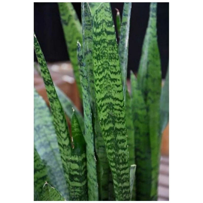 

25 Bibit Lidah Mertua Hijau Cabutan / Bibit Lidah Ibu Mertua / Sansevieria trifasciata / Tali busur