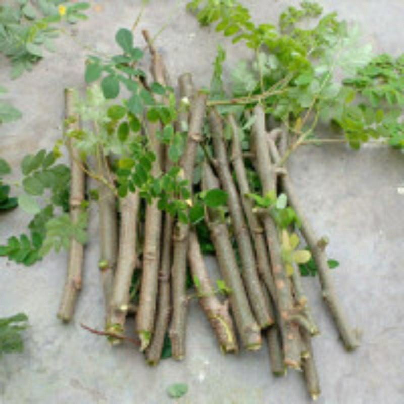 

20 Bibit Stek Batang Kelor / Bibit Kelor / Batang Kelor Tua