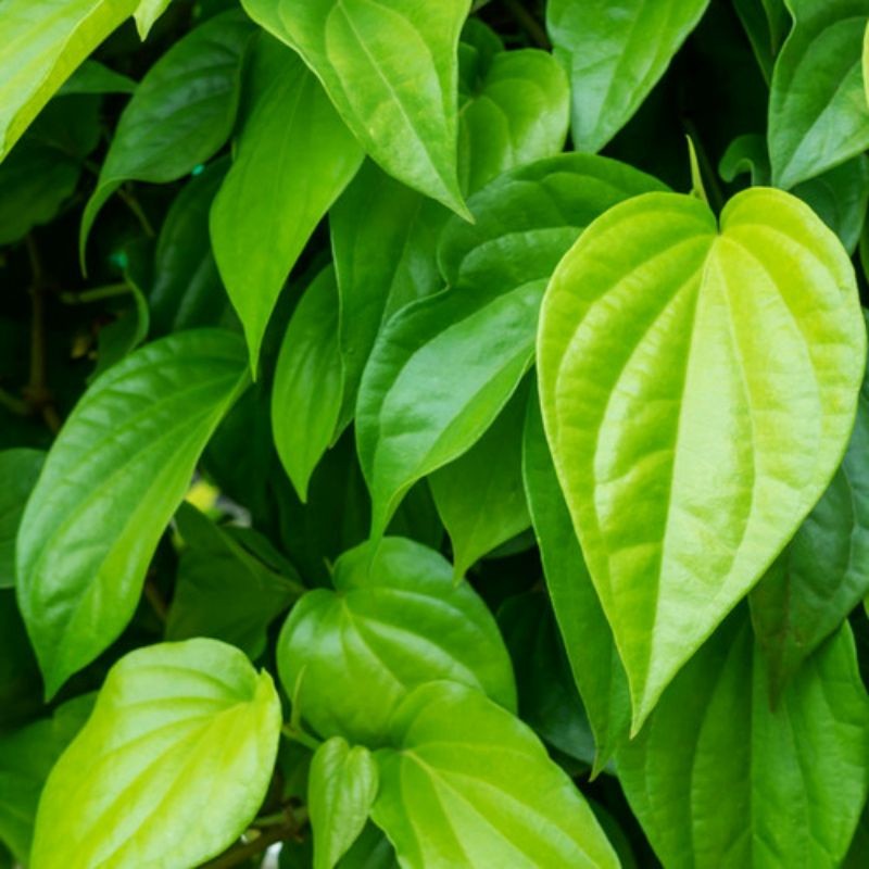 

Daun Sirih Hijau Segar 1 Kg