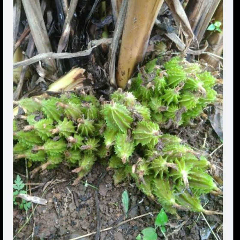 

Buah Wresah Atau Hanggasa Segar 1 Kg / Buah Wersah Atau Resah Resak / Buah Hangasa Atau Ranggasa /