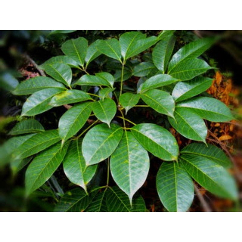 

Daun Karet Getah Segar 1 Kg