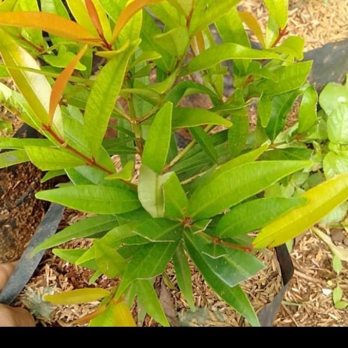 

paket 10 bibit tanaman pucuk merah ukuran/ 30cm