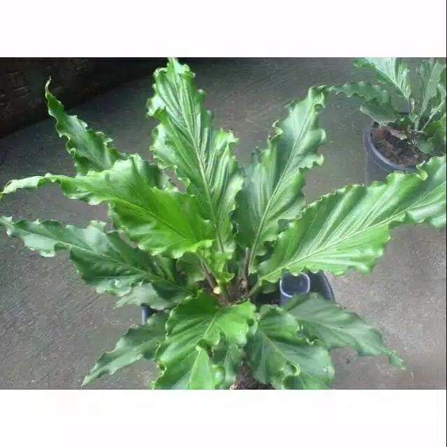 

tanaman hias antorium gelombang cinta// bibit antorium