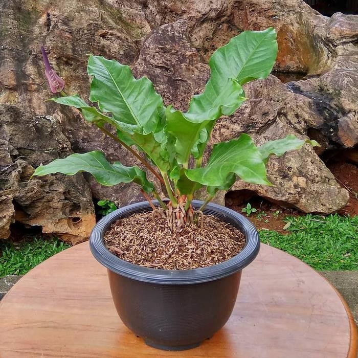 

tanaman hias anthurium garuda bibit