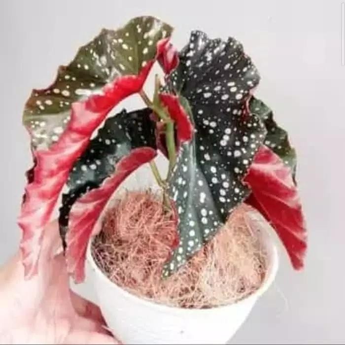 

Artificial Bibit tanaman hias begonia polkadot mocca