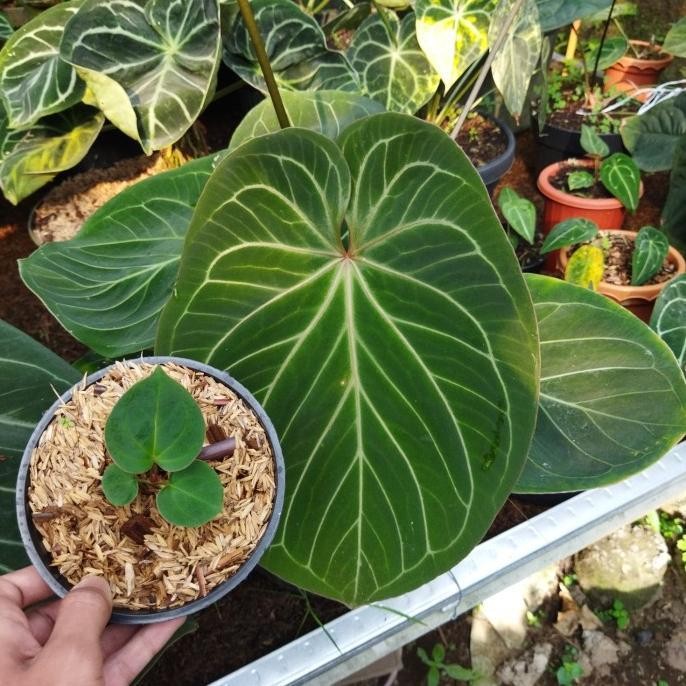 Tanaman Anthurium Kuping Gajah king Of spadesh atau HU size Bibit