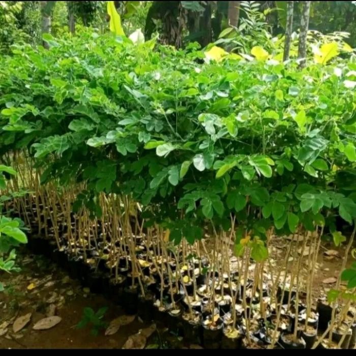 Pohon Trembesi - Bibit Tanaman Pohon Trembesi Tinggi 1 Meter - Pohon Ki Hujan Trembesi