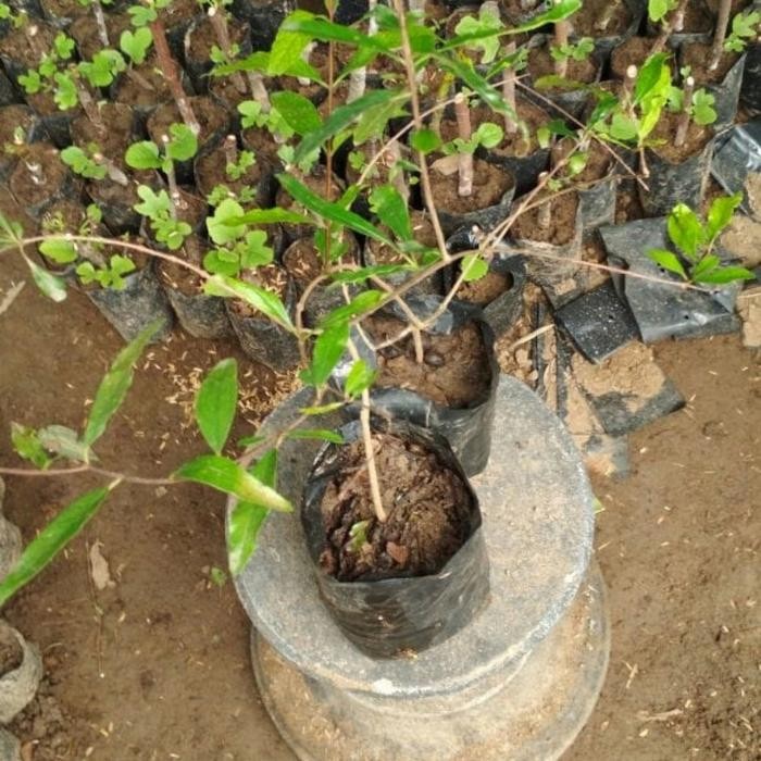 

bibit tanaman delima hitam/pohon delima hitam