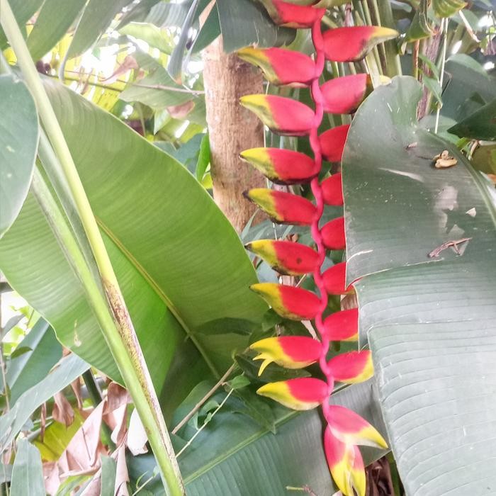 

bibit tanaman hias pisang heliconia/ pisang betet