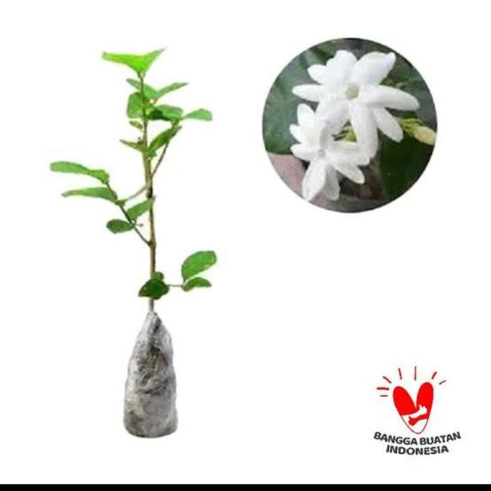 

bibit tanaman melati kampung/Hias outdoor seger