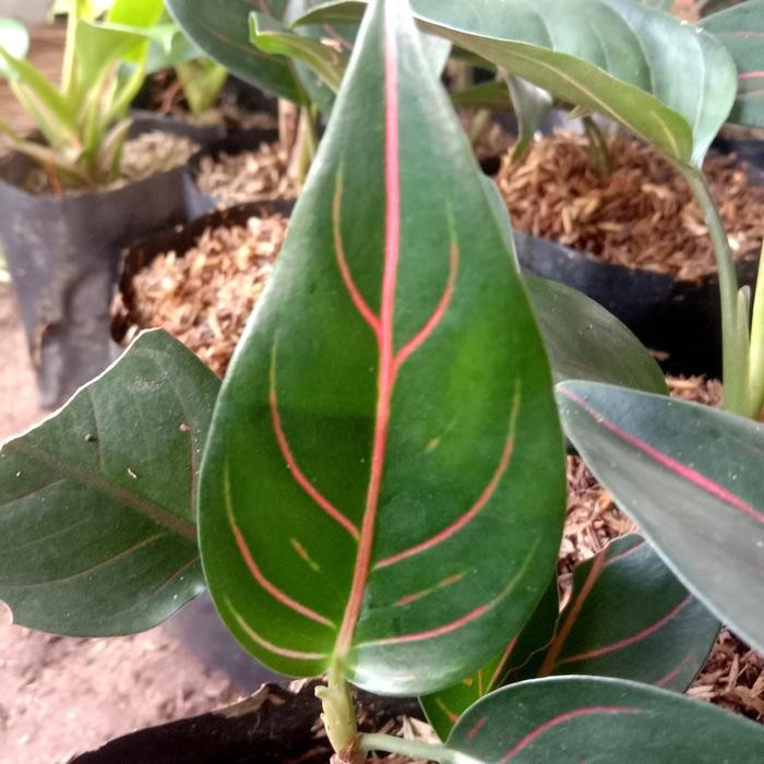 

bibit tanaman hias aglonema rotundum hijau - aglaonema