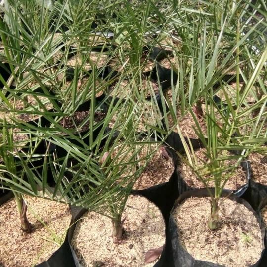 tanaman hias bibit kurma pohon korma