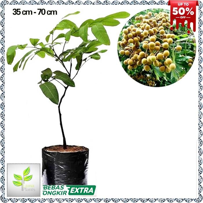 

bibit klengkeng aroma durian - tanaman buah klengkeng