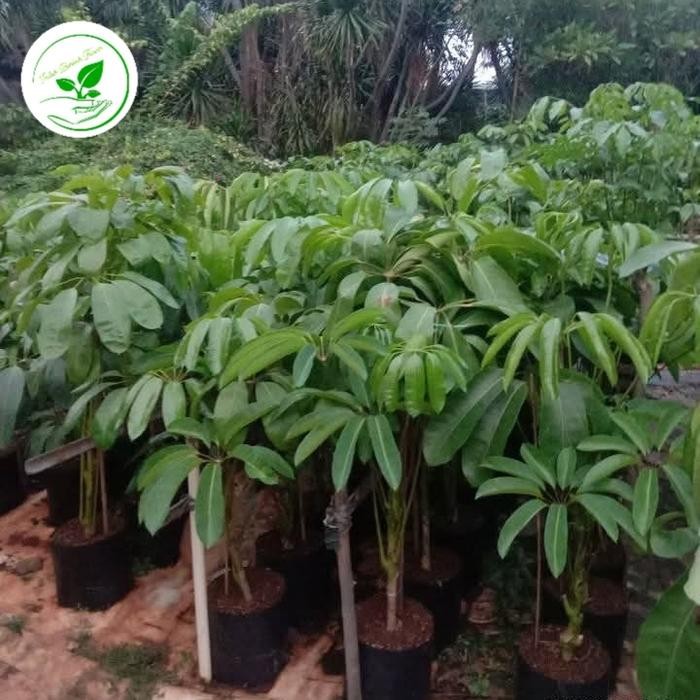 tanaman hias walisongo tinggi 100cm