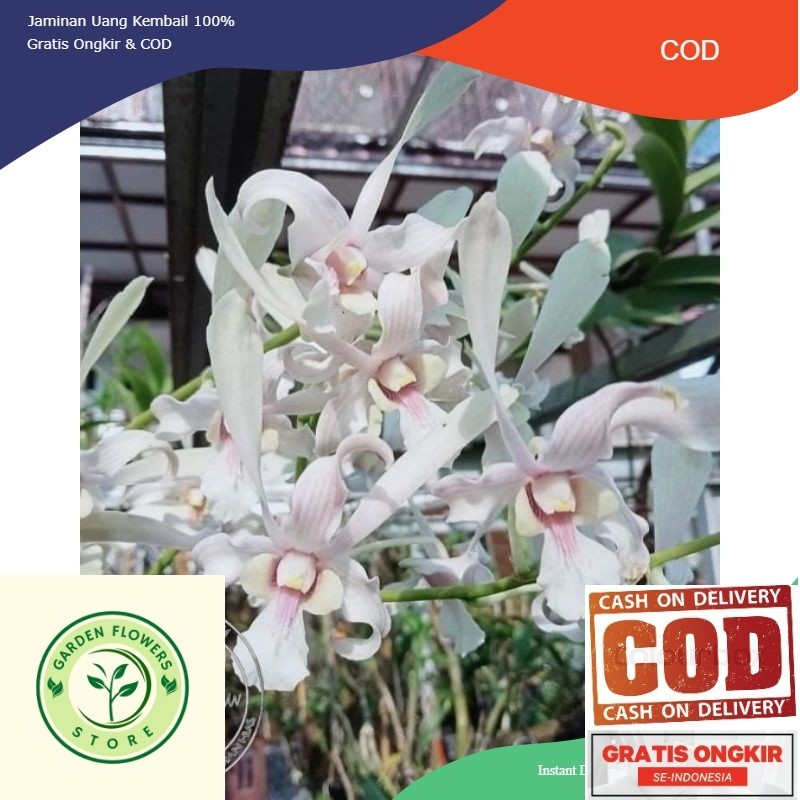 ( BISA COD ) Seedling Anggrek Dendrobium Capung Kapuas - Tanaman Hias Bunga Anggrek Dendrobium Belum
