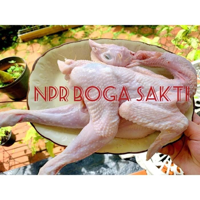 

Ayam Pejantan Fresh Halal Kualitas Premium