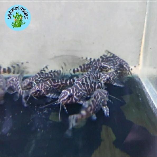 SYNODONTIS CATFISH IKAN SAPU SAPU IKAN AQUASCAPE SYNODONTIS EUPTERUS