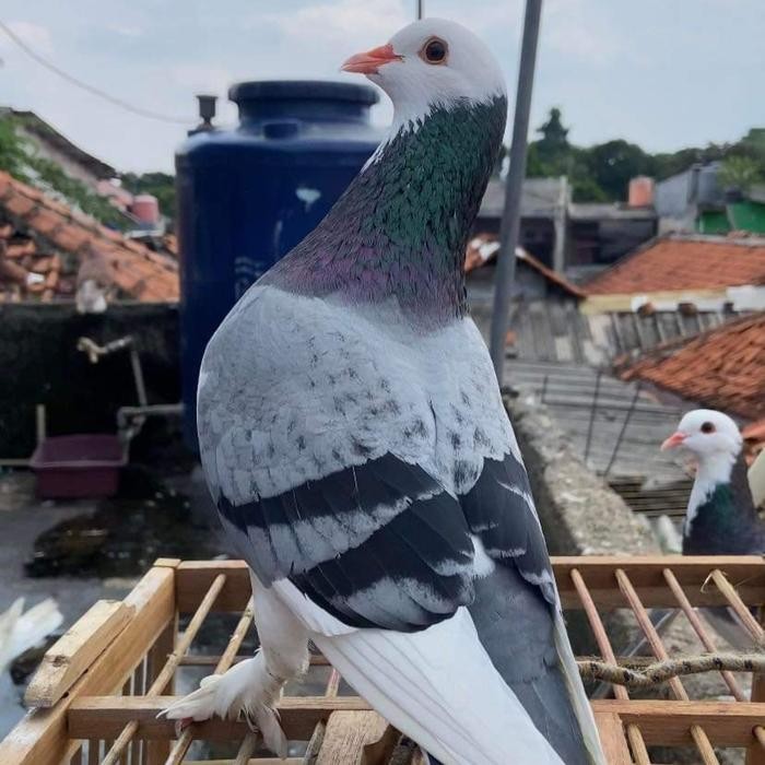 Baru.. Burung Dara Merpati Tinggian Kolongan Pasangan Giring Jantan Betina