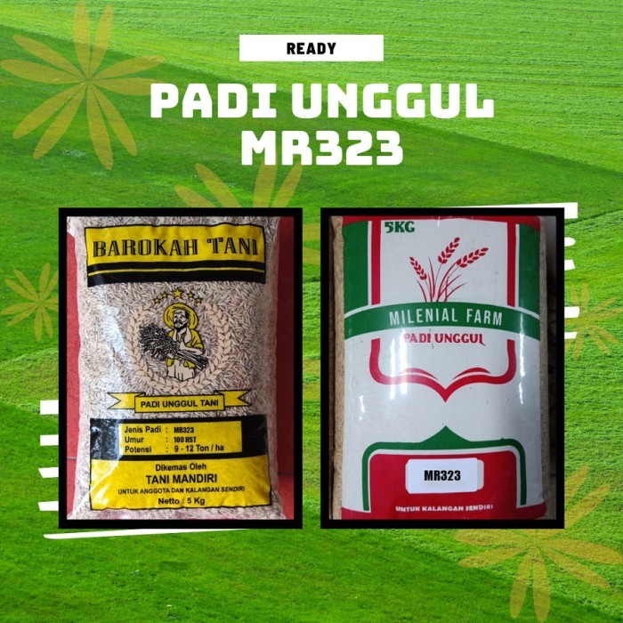 Padi MR323 MR 323 Kemasan 5 kg
