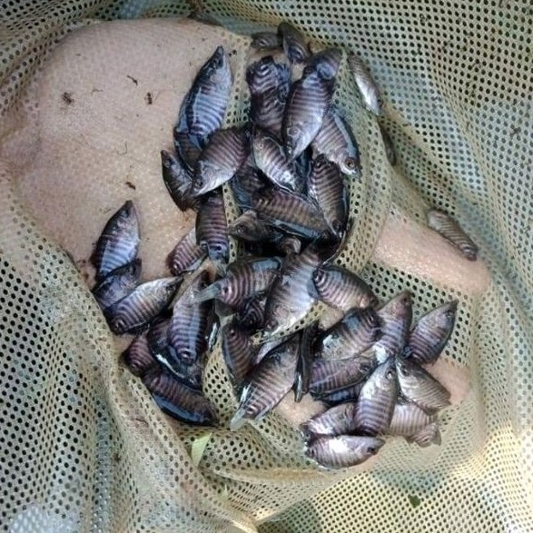 Bibit Gurame Soang Ngeramo Isi 50 Ekor